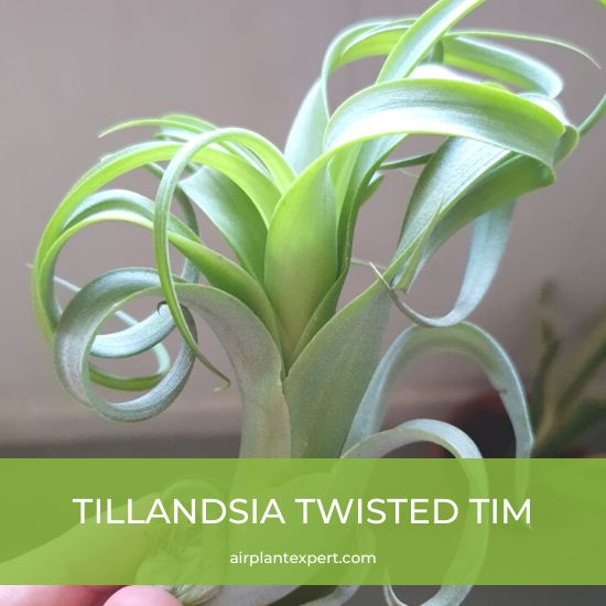 Hybrid - Tillandsia Twisted Tim