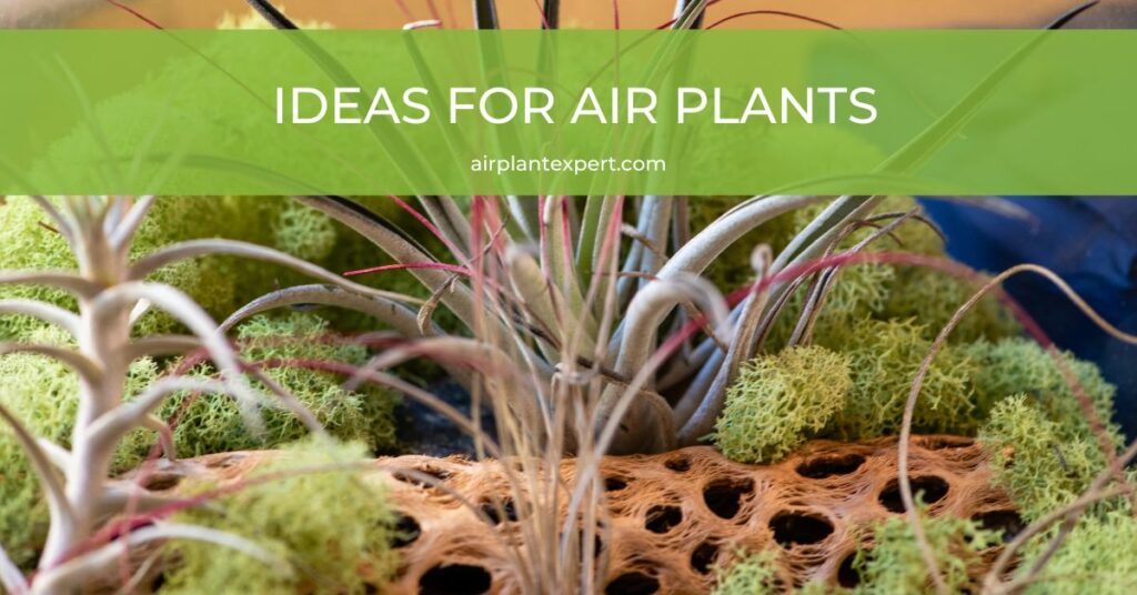 Ideas for air plants