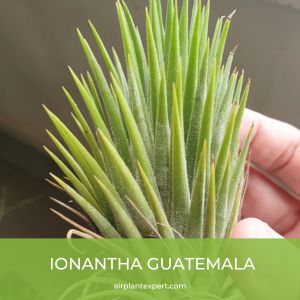 Ionantha Guatemala