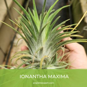 Ionantha Maxima