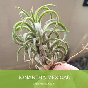 Ionantha Mexican