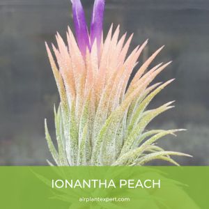 Ionantha Peach