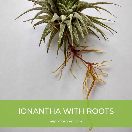 Ionantha with roots