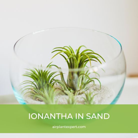 Five Tillandsia Ionanthas in a small sand terrarium