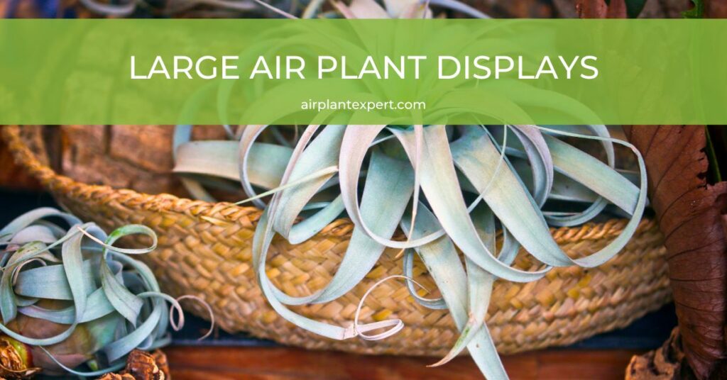 Large air plant displays and ideas