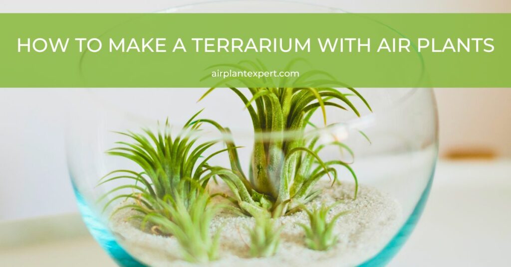Making a terrarium with air plants