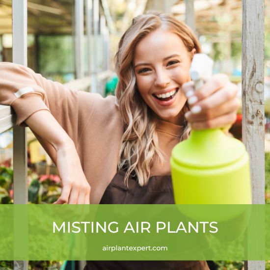 Women misting air plants