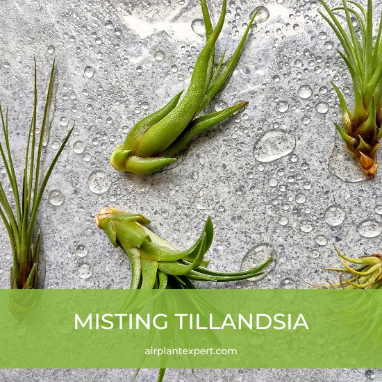 Misting a small collection of Tillandsia
