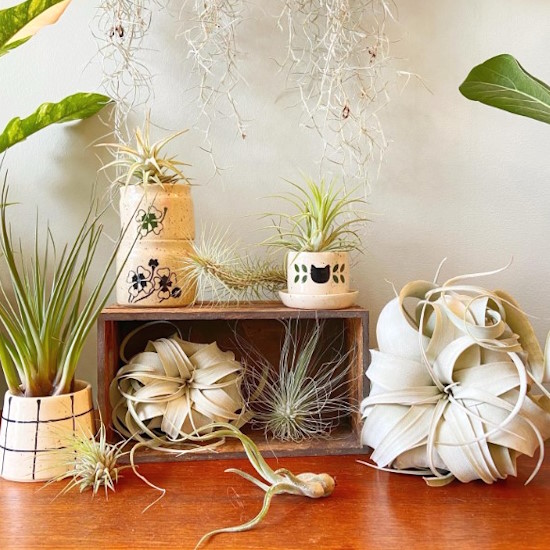 Mixed air plants home decor display