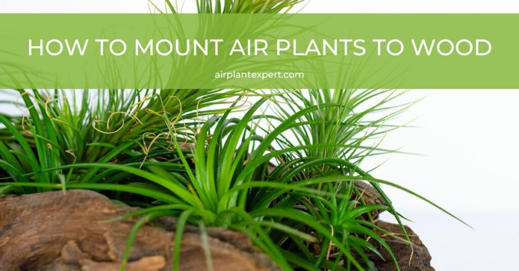 Mounting air plants to wood, logs, branches and driftwood
