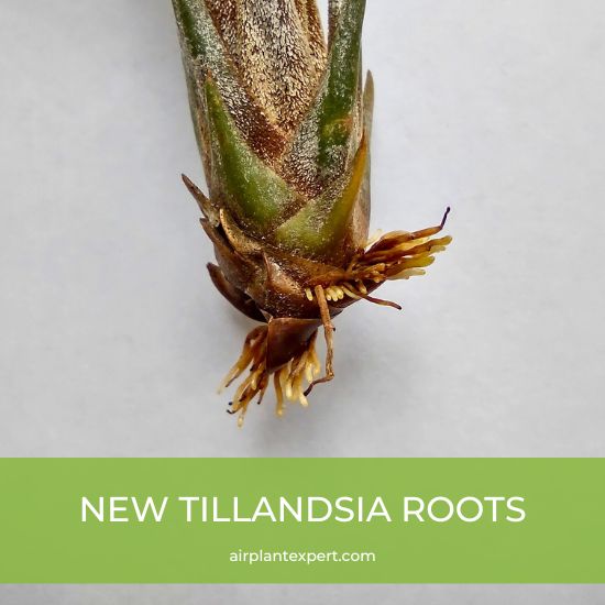 New Tillandsia roots