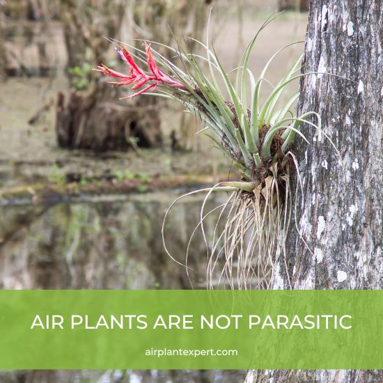 Air plants are not parasitic