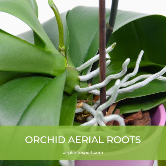 Orchid with aerial roots