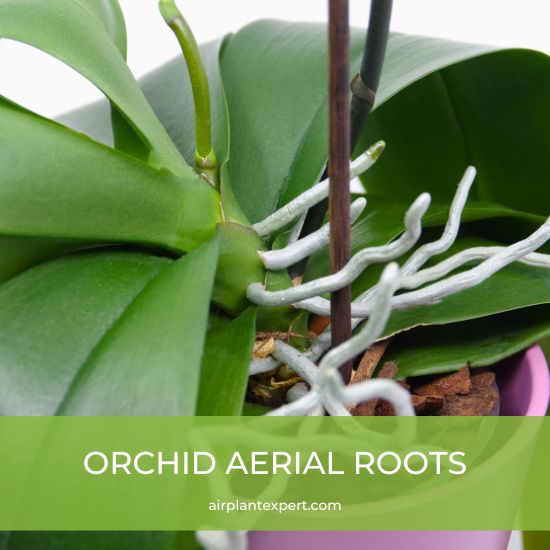 Are Orchids Air Plants? Air Plant Expert