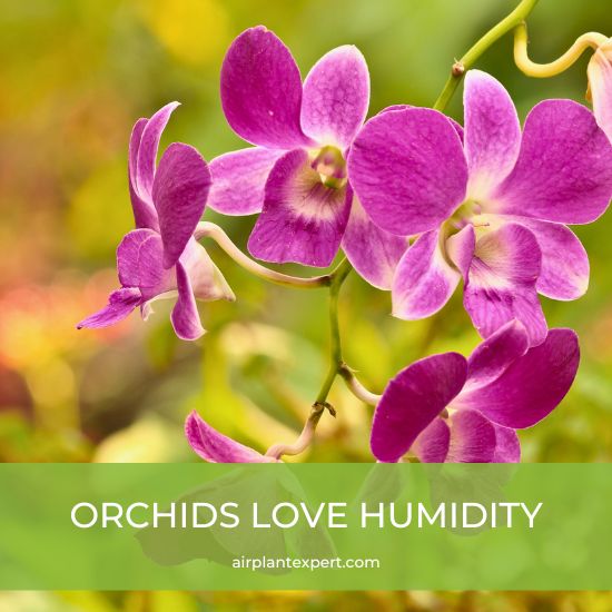 Orchid in a high humidity environment