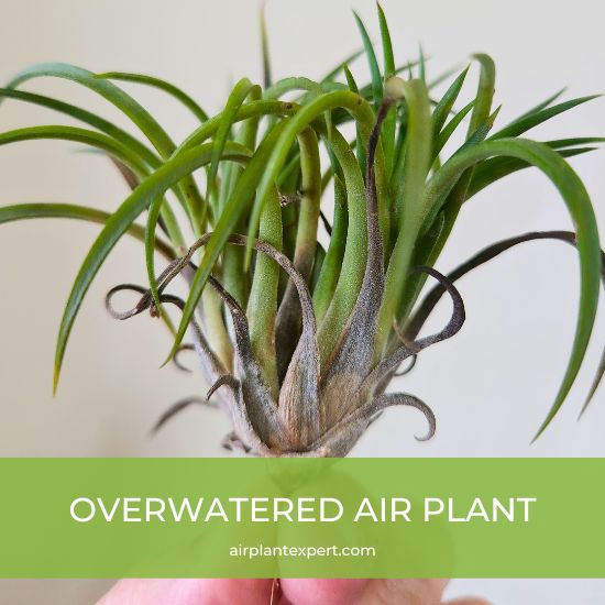 An overwatered air plant