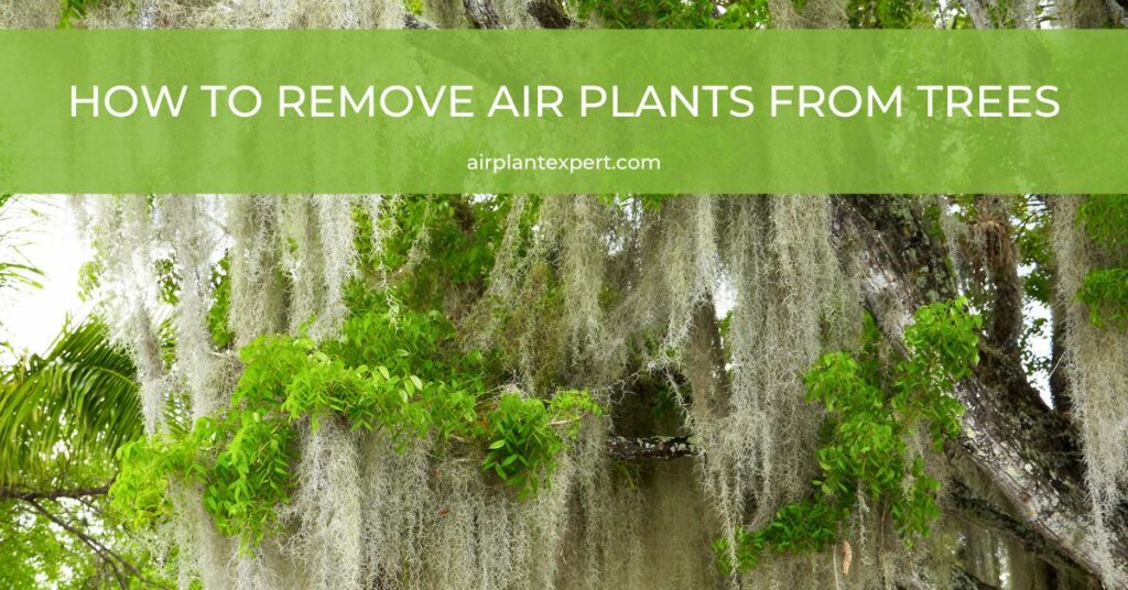 How to remove air plants from trees