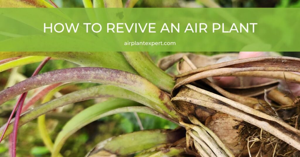 Reviving an air plant