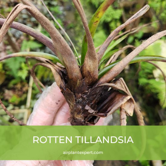 A very rotten Tillandsia