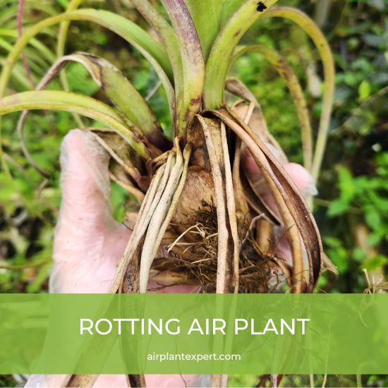 A rotting air plant