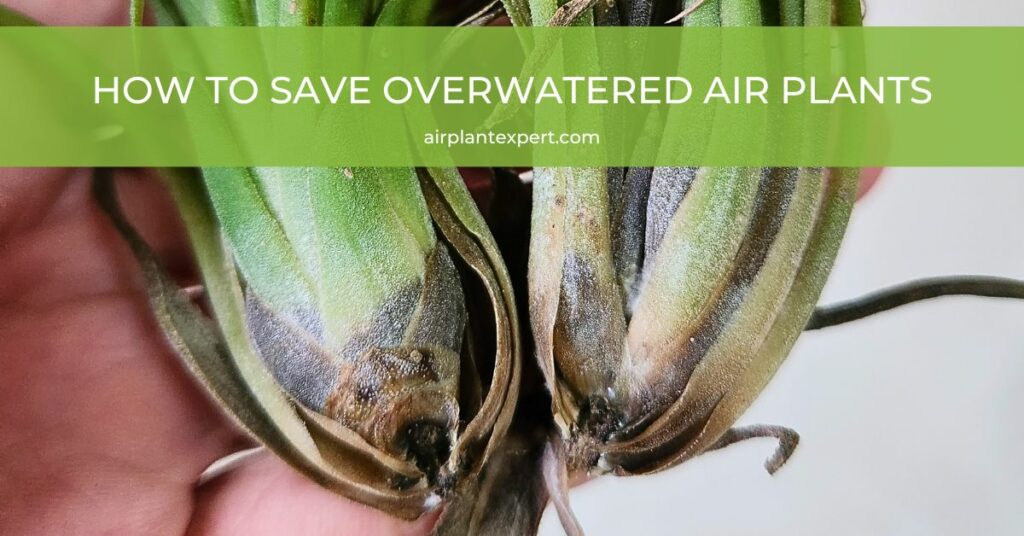 Two overwatered air plants