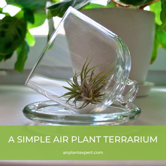 A simple glass pot terrarium