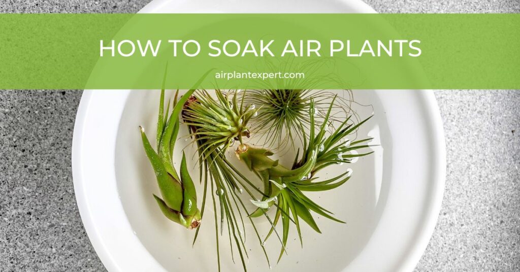 Soaking air plants in a bowl of water