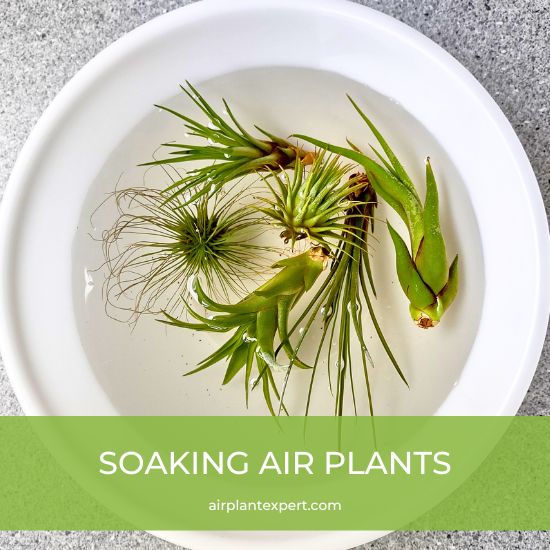 Soaking air plants in a bowl of water