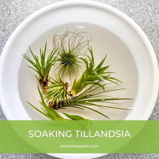 Soaking Tillandsia in a bowl of water