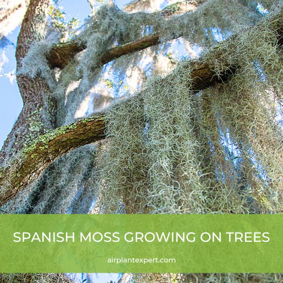 Spanish Moss growing in a tree