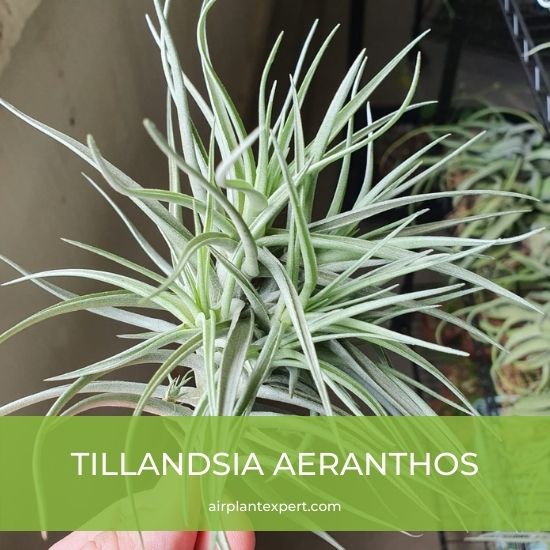 Species - Tillandsia Aeranthos