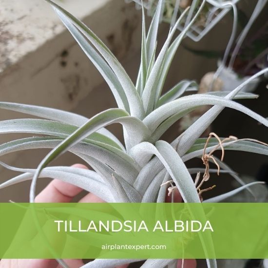 Species - Tillandsia Albida