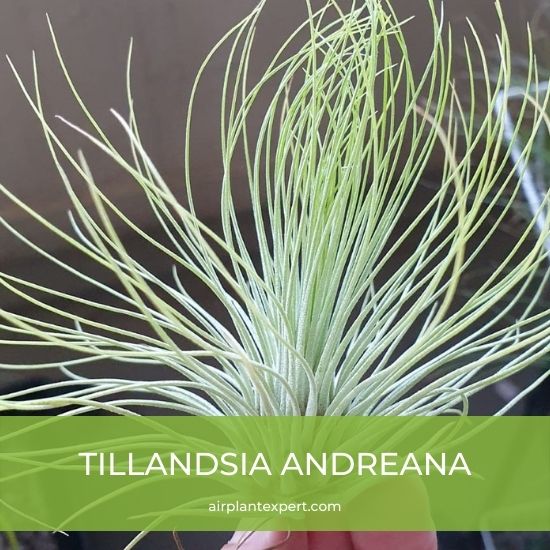 Species - Tillandsia Andreana