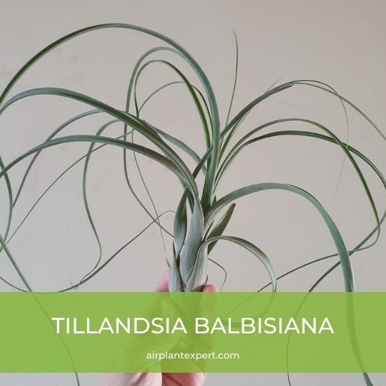 Species - Tillandsia Balbisiana