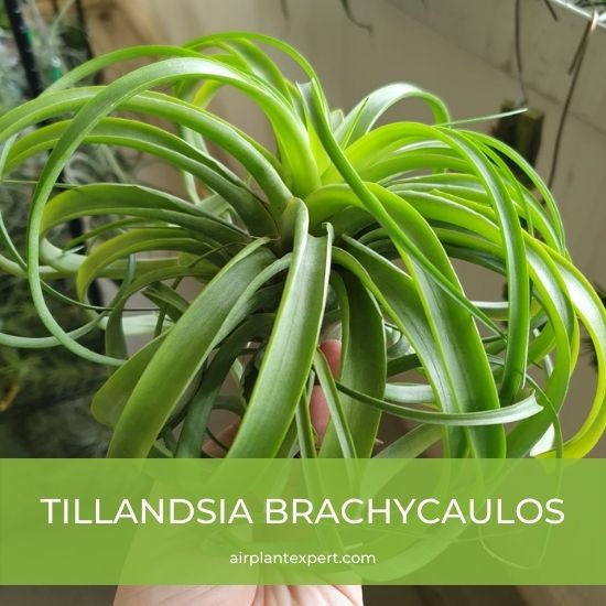 Species - Tillandsia Brachycaulos