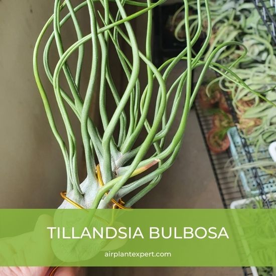 Species - Tillandsia Bulbosa