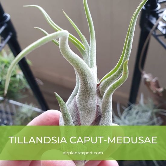 Species - Tillandsia Caput-medusae