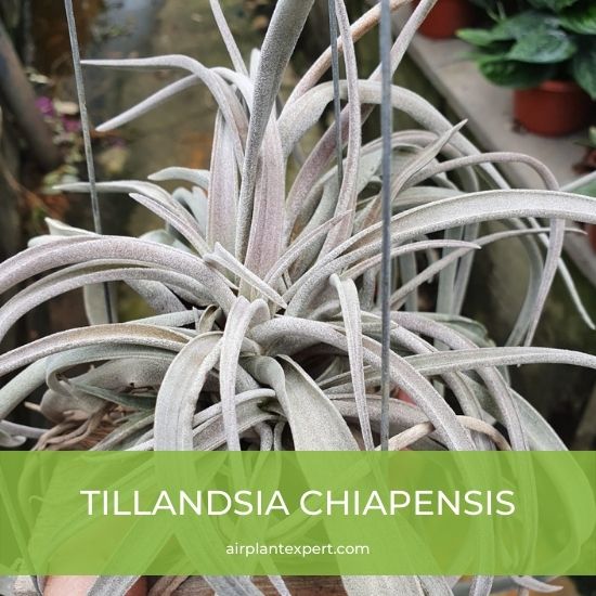 Species - Tillandsia Chiapensis