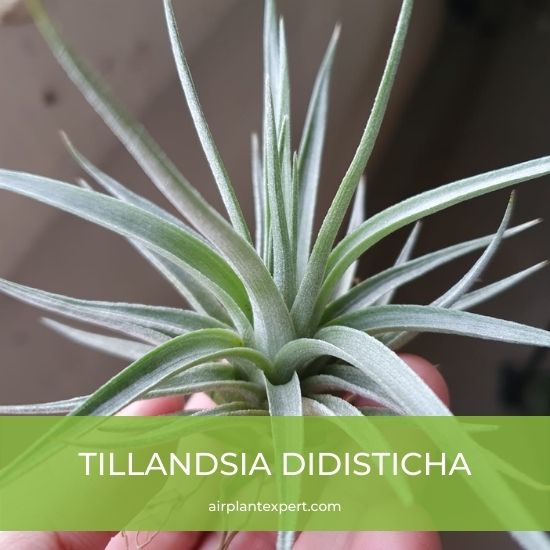 Species - Tillandsia Didisticha