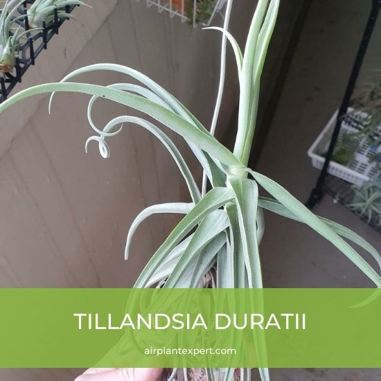Species - Tillandsia Duratii