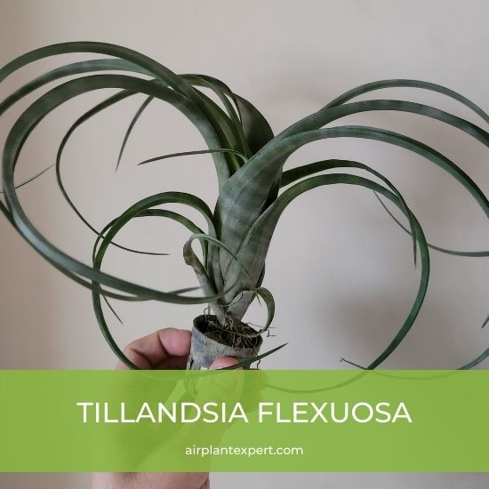 Species - Tillandsia Flexuosa