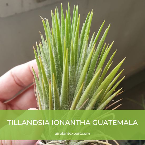Species - Tillandsia Ionantha Guatemala