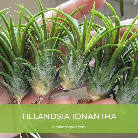 Species - Tillandsia Ionantha