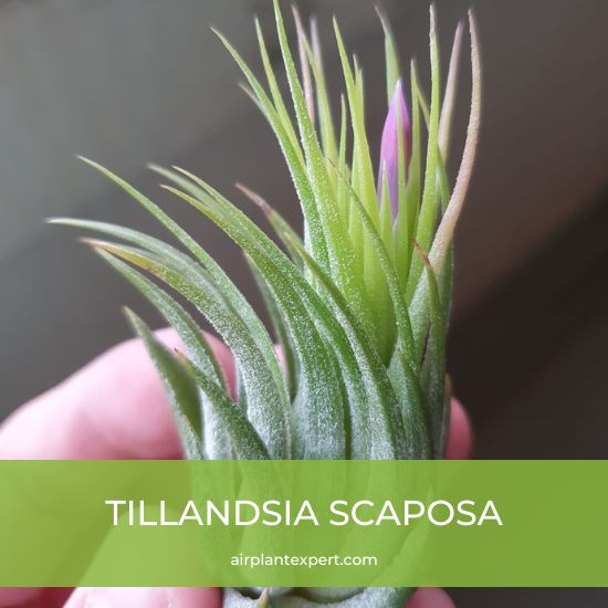 Species - Tillandsia Scaposa