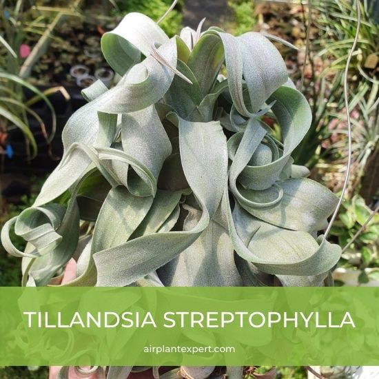Species - Tillandsia Streptophylla