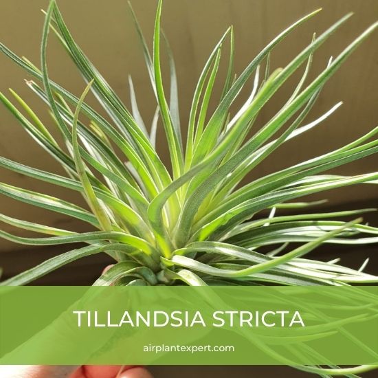 Species - Tillandsia Stricta