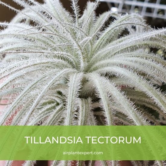 Species - Tillandsia Tectorum