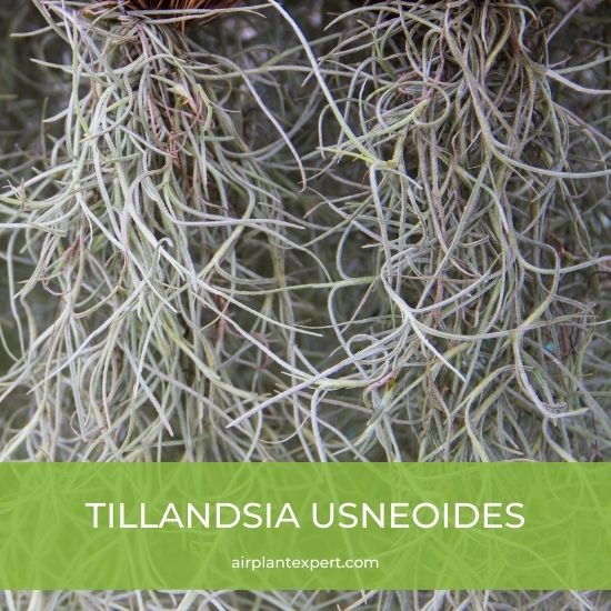 Species - Tillandsia Usneoides
