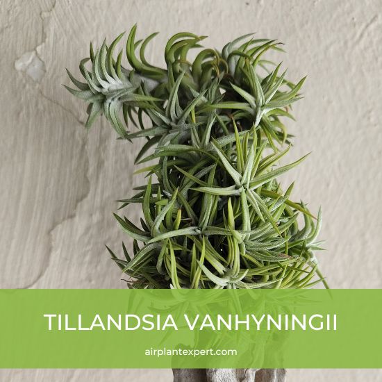 Species - Tillandsia Vanhyningii