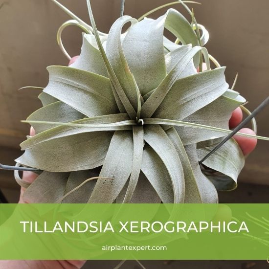 Species - Tillandsia Xerographica